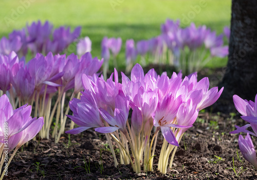Clumps of pink autumn flowering crocus flowers, Colchium Autumnale, growing in the shade of a tree, photographed in a garden in Wisley, Surrey, UK. 