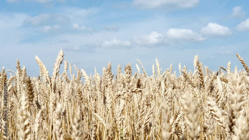 Golden ripe ears of wheat close-up. Endless wheat field. Harvesting, agricultural farm and healthy food concept