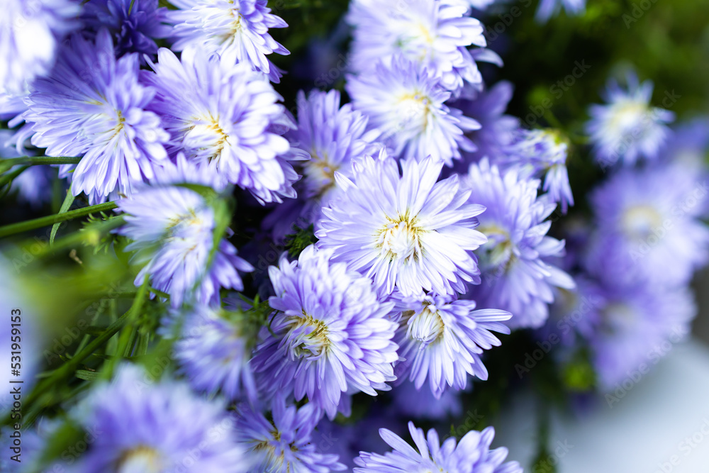 Purple flowers bunch on white background . The white background with bunch of purple flowers. The concept of beautiful purple aster flowers and white background. Purple flowers bunch on white background . The white background with bunch of purple flowers. The concept of beautiful purple aster flowers and white background.