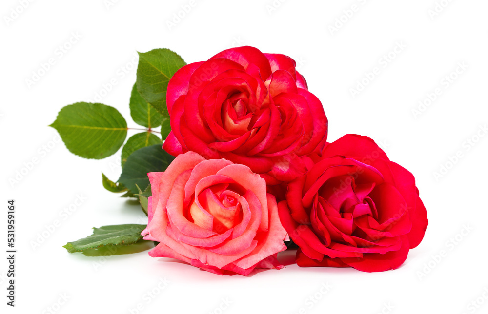 Three beautiful roses. Three beautiful roses.