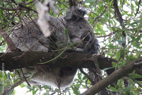 Photography koala in australia