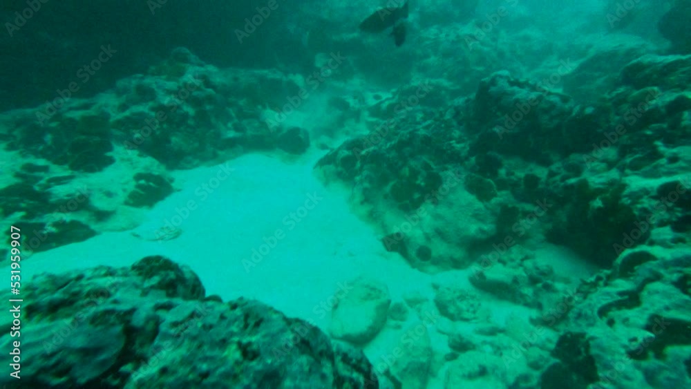 Underwater scuba diving point of view, multicolored reef fishes and corals...