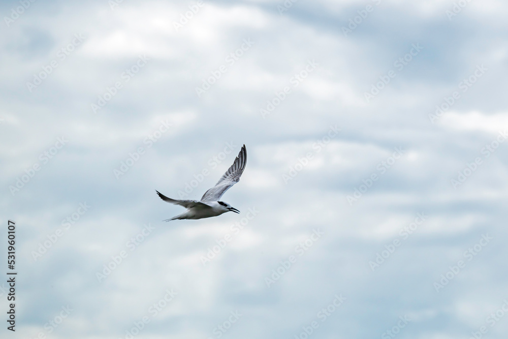 Obraz premium A Common Tern displays its wingspan as it soars among the clouds.