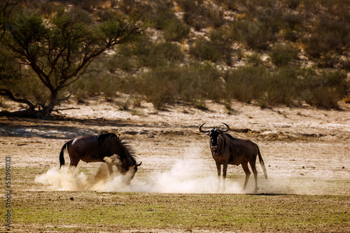 Two Blue wildebeest challenging scratching sand in Kgalagadi transfrontier park, South Africa   Specie Connochaetes taurinus family of Bovidae © PACO COMO
