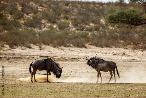 Two Blue wildebeest challenging scratching sand in Kgalagadi transfrontier park  South Africa   Specie Connochaetes taurinus family of Bovidae