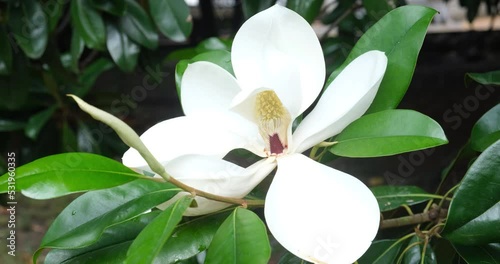 A graceful white magnolia flower gently sways in the wind. Nature, flora, ecology, travel, exotic concept. Beautiful background