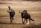 Two Blue wildebeest running after each other front view in Kgalagadi transfrontier park, South Africa ; Specie Connochaetes taurinus family of Bovidae