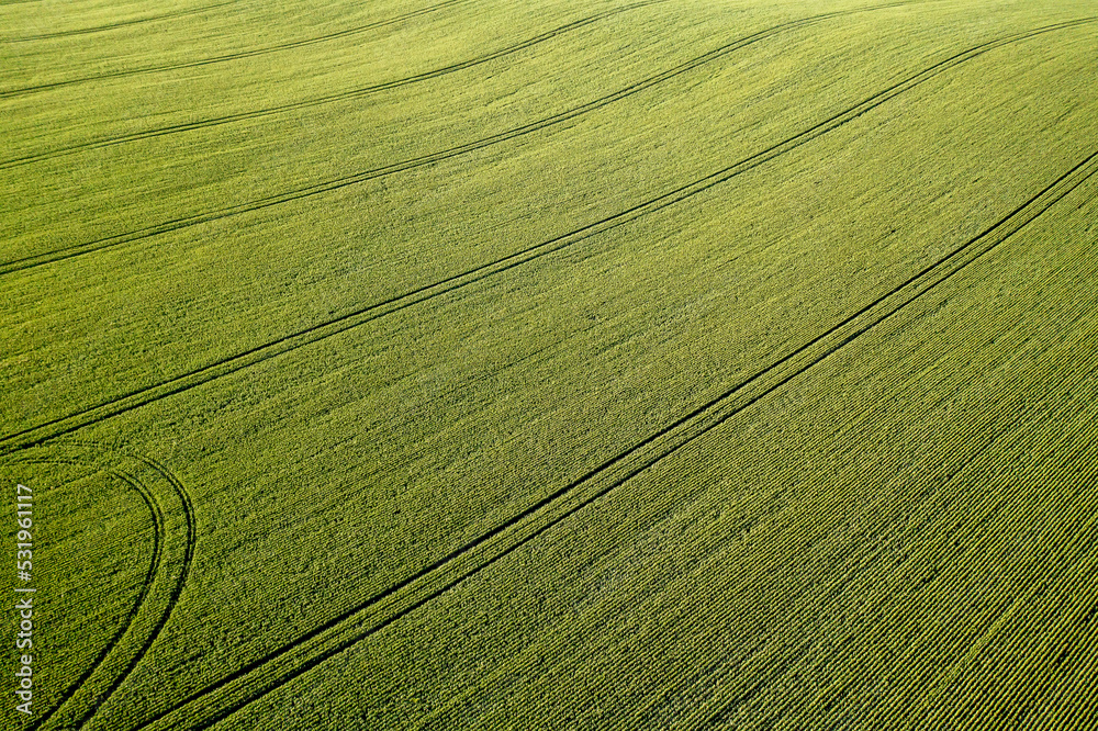 Aerial view of picturesque countryside with green wheat field Aerial view of picturesque countryside with green wheat field