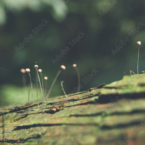 Fungi on wood © 曜彣 李