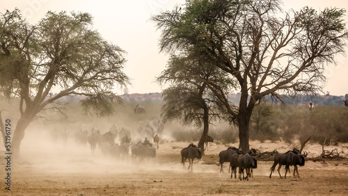 Herd of Blue wildebeest walking front view in sand dust in Kgalagadi transfrontier park, South Africa ; Specie Connochaetes taurinus family of Bovidae