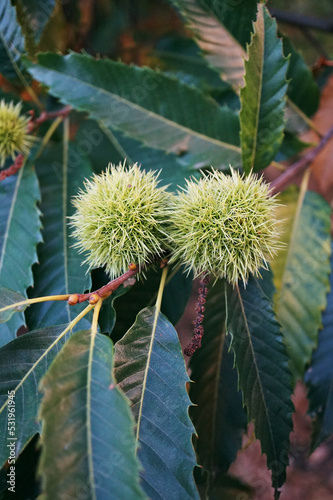 Castanea sativa sweet chestnut ripening