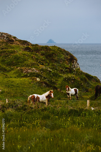 Ponies in a field close to the sea Ireland  photo