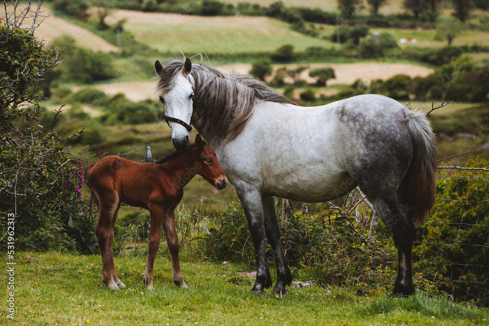 Fototapeta premium Mare and her newborn foal Ireland