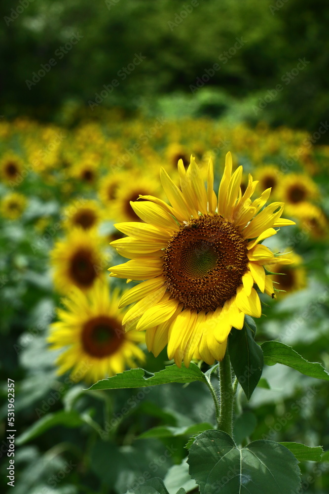 太陽の花