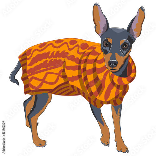 Dog breed English toy terrier in an orange blanket isolated on a white background.