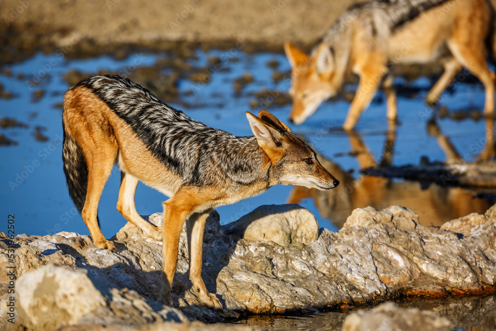 Two Black backed jackal at waterhole in Kgalagadi transfrontier park, South Africa ; Specie Canis mesomelas family of Canidae Two Black backed jackal at waterhole in Kgalagadi transfrontier park, South Africa ; Specie Canis mesomelas family of Canidae