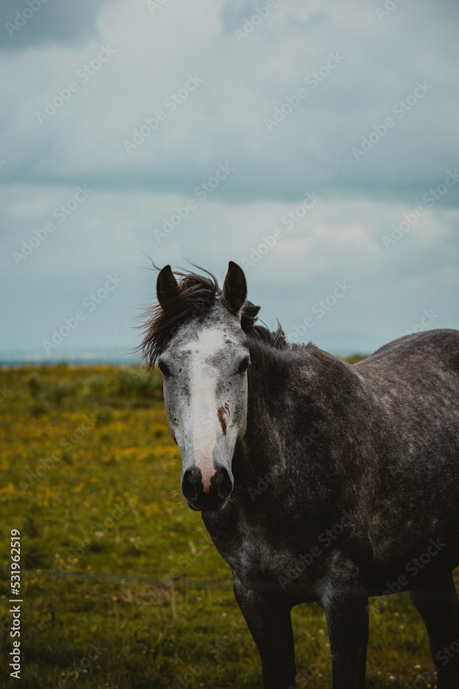 Obraz premium Grey horse in Ireland 