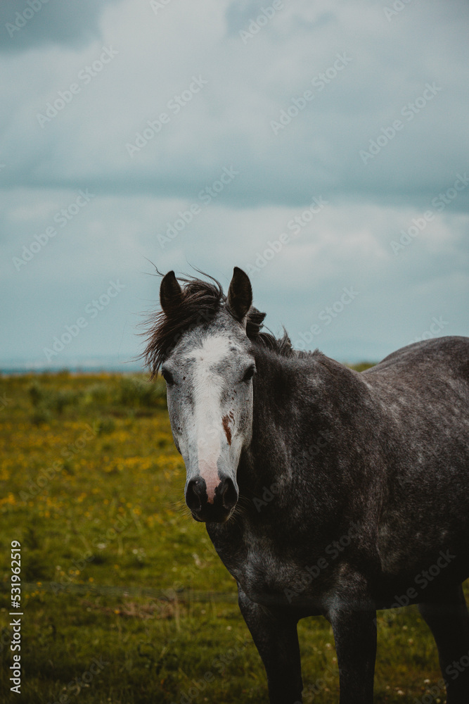 Grey horse in Ireland 