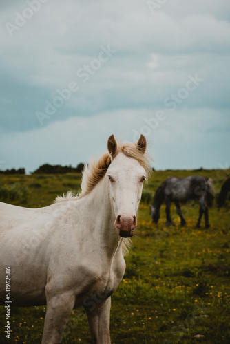 White horse in Ireland 