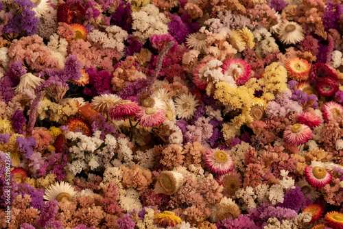 Mass of colourful dried flowers, photographed with a macro lens at a garden in Wisley, Surrey UK.