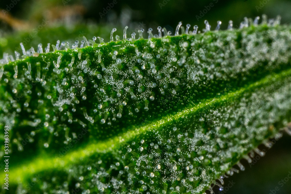 Close up macro of cannabis flower trichomes Close up macro of cannabis flower trichomes