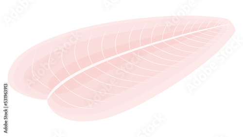 パンガシウス_白身魚のイラスト