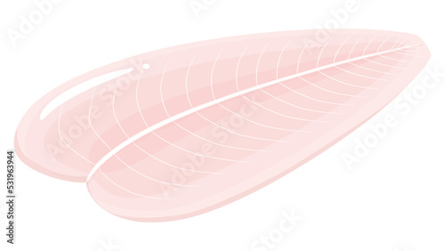 パンガシウス_白身魚のイラスト