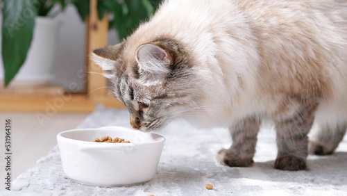 Close up Long haired cat eating organic food from a bowl. Cat eating dry food from white bowl at home. Feeding your pet. Animals and pets feed concept