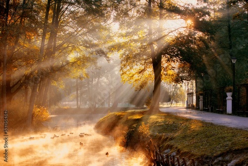 Fototapeta Naklejka Na Ścianę i Meble -  Sunrise golden autumn mist scene in the park 