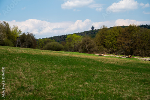Meadow in the forest with hunting perch and lookout tower on the horizon. © Denis