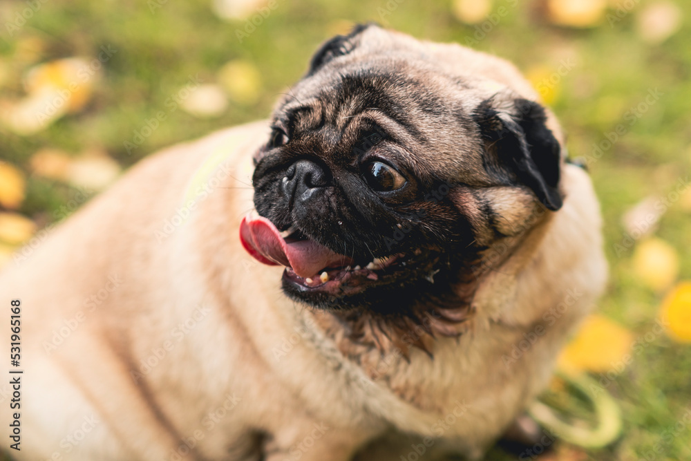 Pug dog with an open mouth and his tongue sticking out.and sitting in the grass of the park on a sunny day.