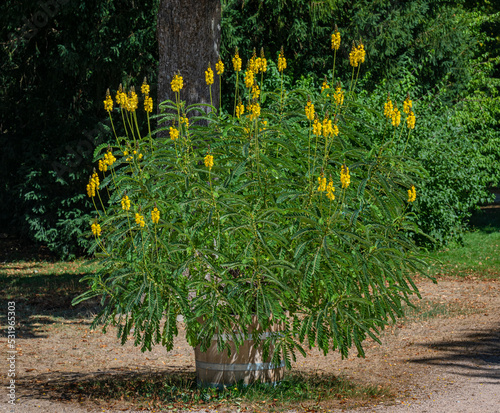 Bright yellow flowers of popcorn senna also called Senna didymobotrya found in Sri Lanka and India. photo