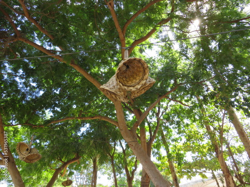 Onde há preservação, a vida se revela claramente, natureza fonte de vida photo