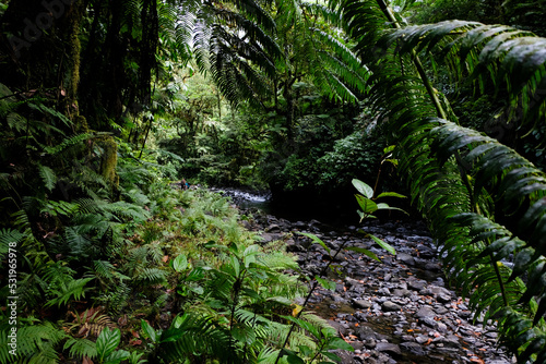 Fototapeta Naklejka Na Ścianę i Meble -  Hiking through the wilderness deep in the jungle of remote tropical island Pohnpei, Federated States of Micronesia 