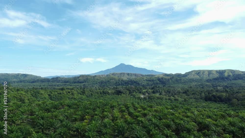 Drone aerial view flying over oil palm plantation fields, with Mount Seulawah in the background, Aceh Province, Indonesia Drone aerial view flying over oil palm plantation fields, with Mount Seulawah in the background, Aceh Province, Indonesia