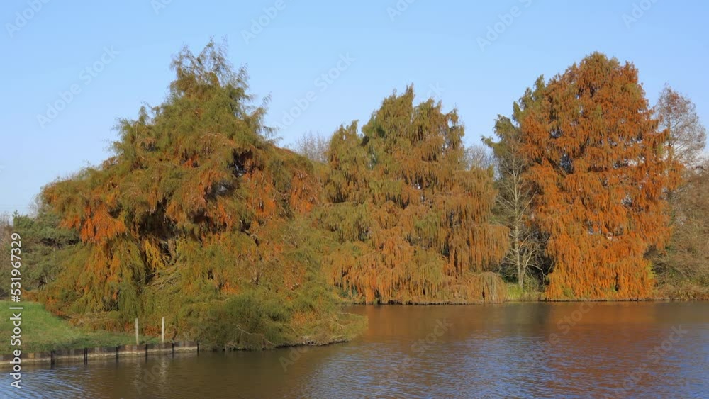 Colored bald cypress trees on an island and artificial pond in the Parc Floral in Bordeaux, France Colored bald cypress trees on an island and artificial pond in the Parc Floral in Bordeaux, France