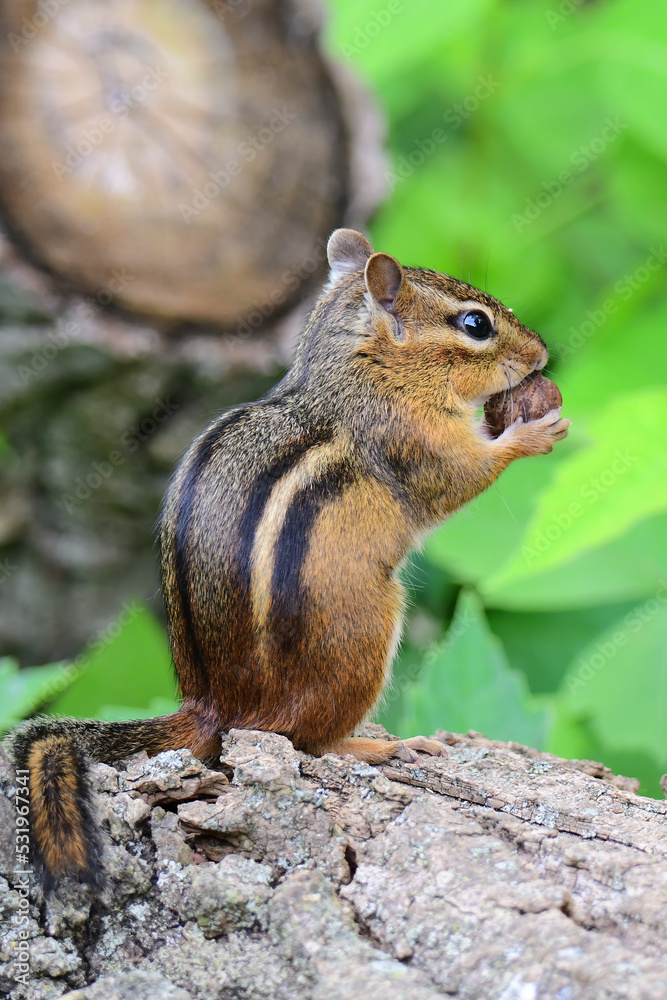 Chipmunk Chipmunk