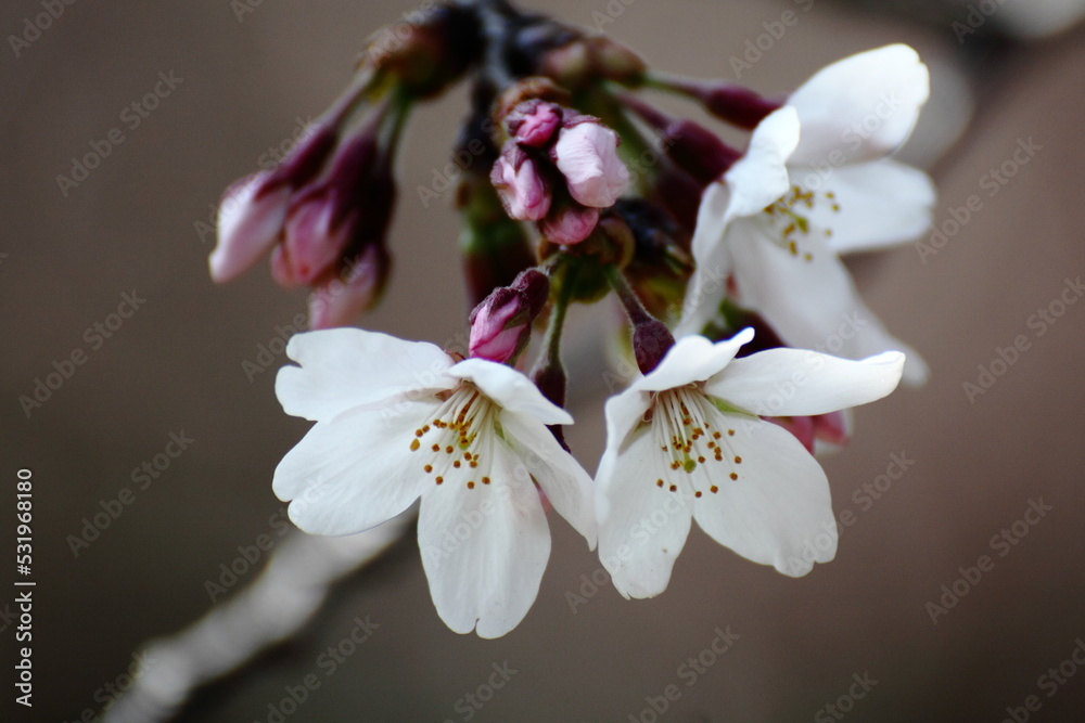 Obraz premium 春爛漫満開