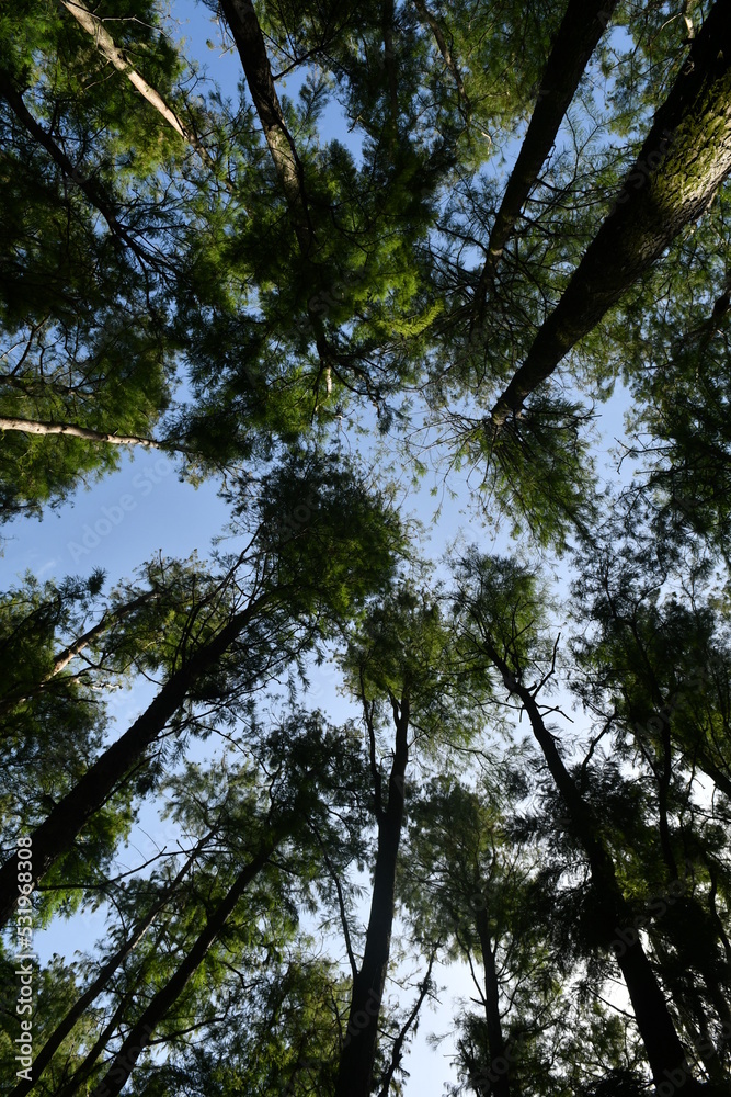 Fototapeta premium Photo taken from below to the top of the tree.