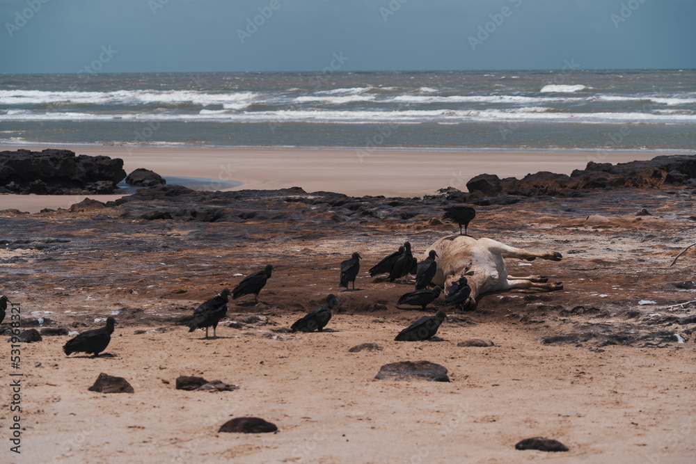 Paisagem natural em lençois maranhenses