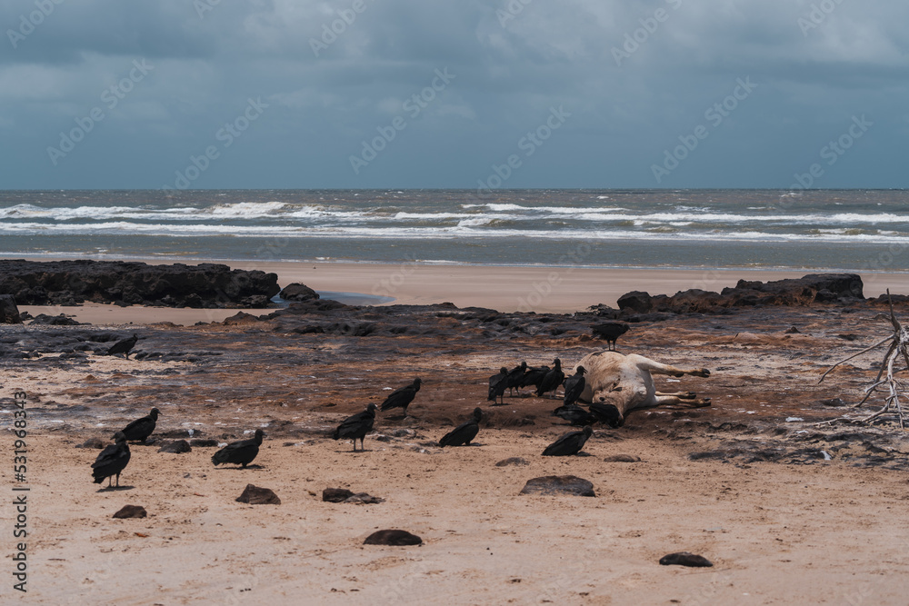 Paisagem natural em lençois maranhenses