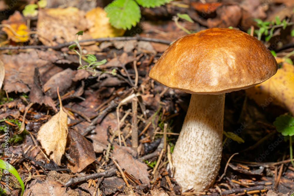 Edible mushroom Leccinum scabrum in the birch forest. Known as birch bolete. Wild mushroom with brown cap growing Edible mushroom Leccinum scabrum in the birch forest. Known as birch bolete. Wild mushroom with brown cap growing
