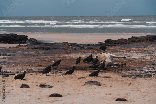 Obraz na płótnie Paisagem natural em lençois maranhenses w salonie