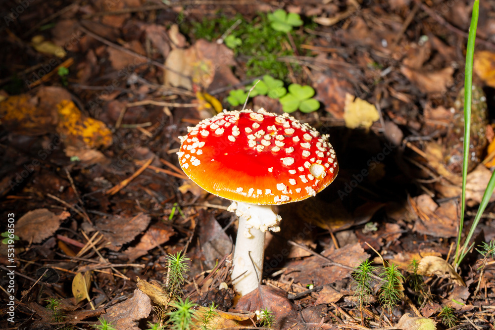 Amanita muscaria in the leaves of the autumn forest. Beautiful red fairy fly agaric. Poisonous mushroom in the forest.