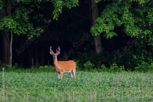 White Tailed Deer