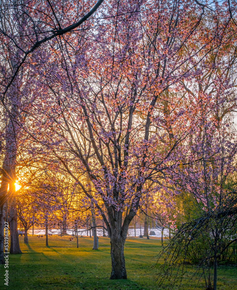 spring in the park