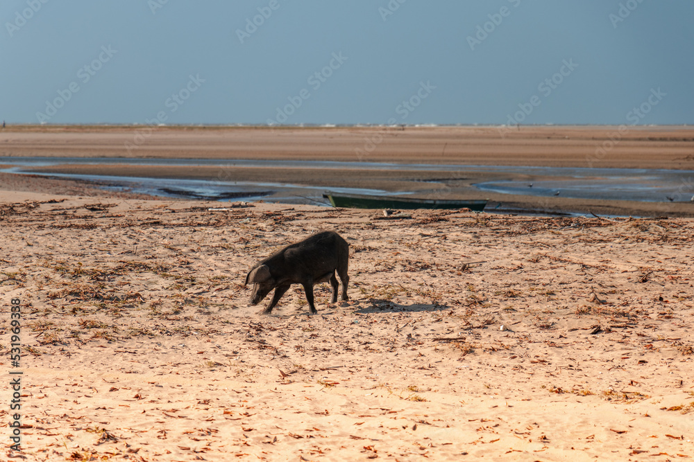 paisagem natural em atins maranhão