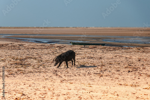 Obraz na płótnie paisagem natural em atins maranhão w salonie