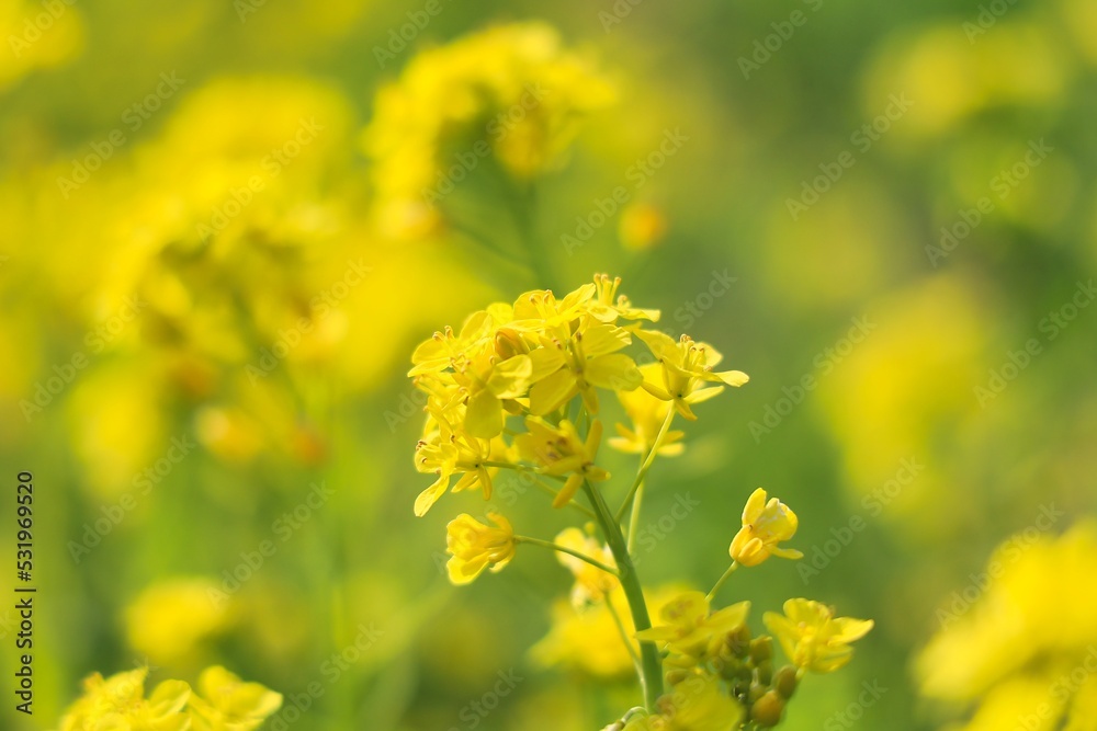 綺麗な黄色の満開の菜の花畑 綺麗な黄色の満開の菜の花畑