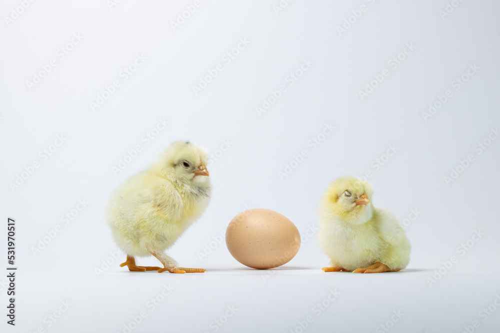 baby chicken on a white background